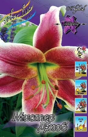 Купить оптом в Ботанике Лилия Мистер Джоб 5 шт