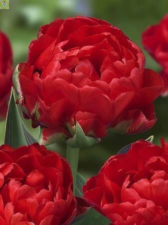 Купить оптом в Ботанике Тюльпан РедВуд 8 шт