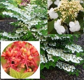 Купить оптом в Ботанике Калина складчатая Каскад Р9