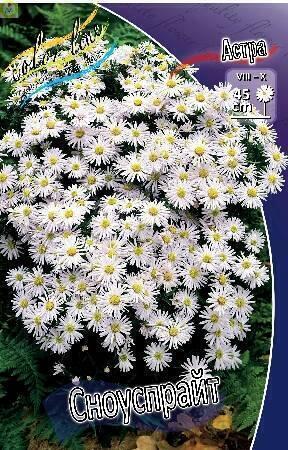 Купить оптом в Ботанике Астра Сноуспрайт 25 шт 