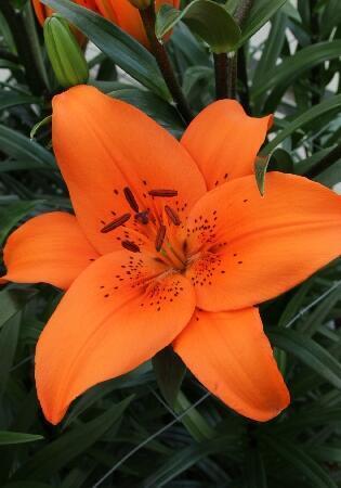 Купить оптом в Ботанике Лилия Трезор 10 шт