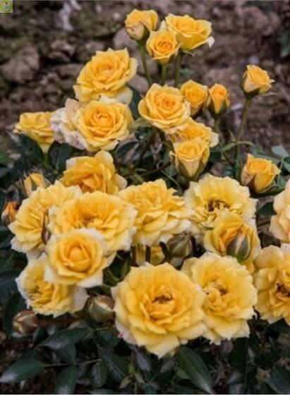 Купить оптом в Ботанике Роза Лулли 1 шт миниатюрные