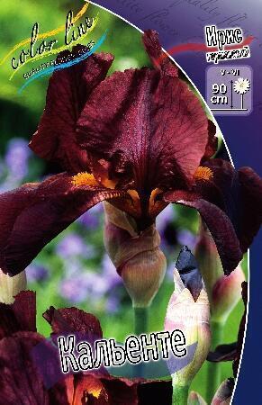 Купить оптом в Ботанике Ирис Кальенте 2 шт