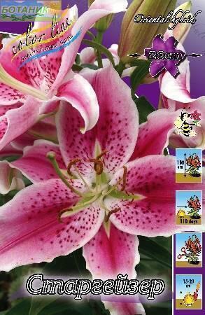 Купить оптом в Ботанике Лилия Старгейзер 12/14 25шт