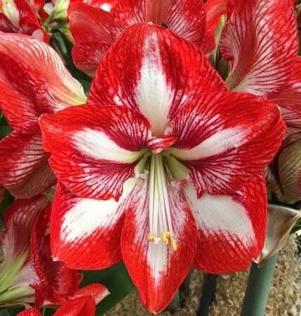 Купить оптом в Ботанике Амариллис Пьеро 1 шт