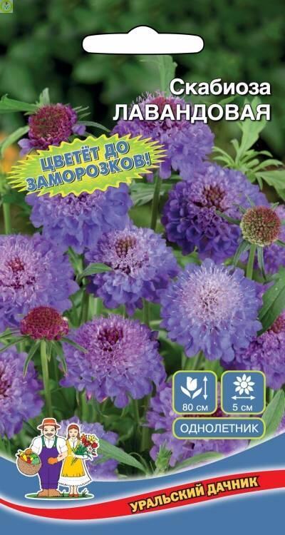 Купить оптом в Ботанике семена Скабиоза Лавандовая УД бренд Уральский дачник