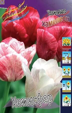 Купить оптом в Ботанике Тюльпан Хемисфер 100 шт