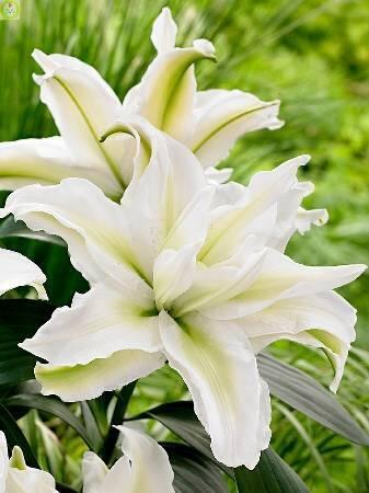 Купить оптом в Ботанике Лилия Анника 25 шт 