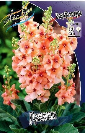 Купить оптом в Ботанике Вербаскум Джеки 1 шт