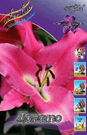 Купить оптом в Ботанике Лилия Донато 7 шт