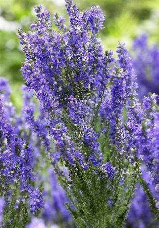 Купить оптом в Ботанике Вероника Лавандер Плам 1 шт