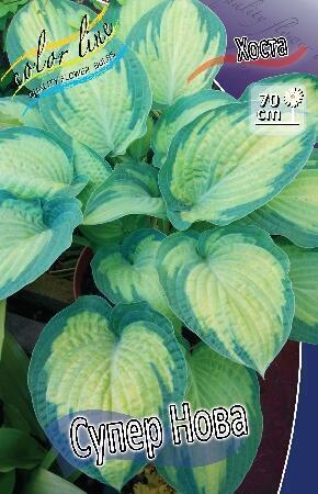 Купить оптом в Ботанике Хоста Супер Нова 1 шт