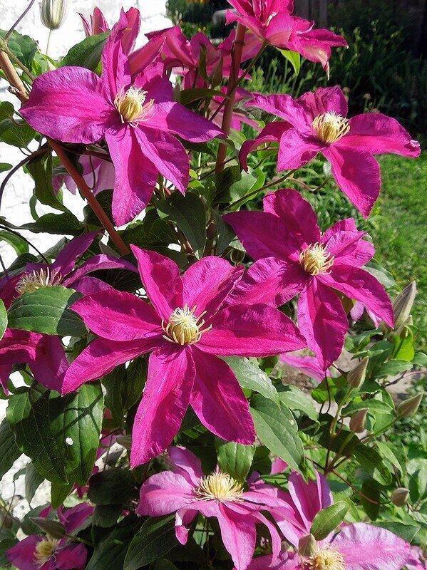 Купить оптом в Ботанике Клематис Сансет P9