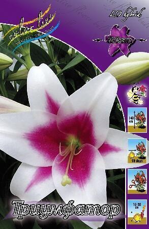 Купить оптом в Ботанике Лилия Триумфатор 8 шт