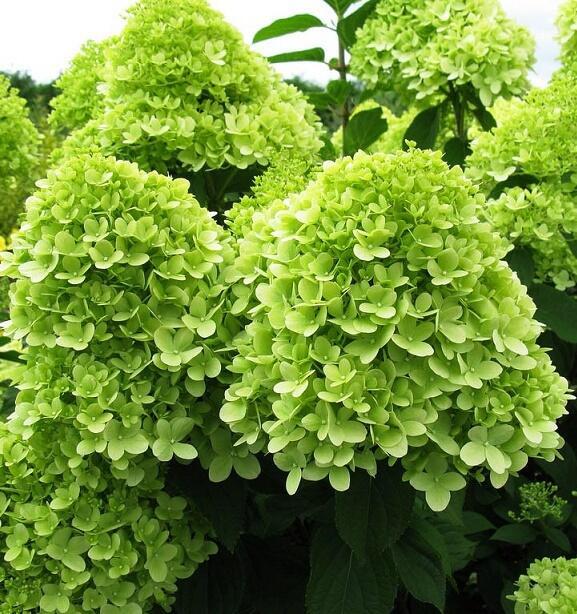 Купить оптом в Ботанике Гортензия метельчатая Лаймлайт P12