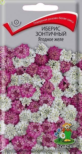 Купить оптом в Ботанике семена Иберис Ягодное желе зонтичный Поиск бренд Поиск