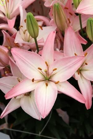 Купить оптом в Ботанике Лилия Соракаба 10 шт