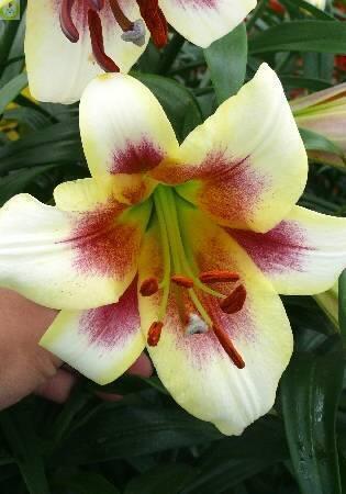 Купить оптом в Ботанике Лилия Пашшн Мун - 3шт