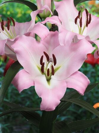 Купить оптом в Ботанике Лилия Мауриа  5 шт