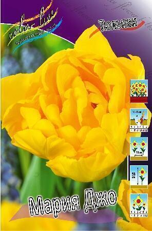 Купить оптом в Ботанике Тюльпан Мария Джо 10 шт