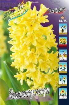 Купить оптом в Ботанике Гиацинт Йеллоустоун 5 шт