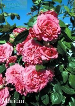 Купить оптом в Ботанике Роза Маритайм 1 шт плетистая