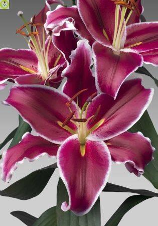 Купить оптом в Ботанике Лилия Вангелис 12/14 25шт