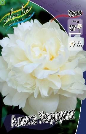 Купить оптом в Ботанике Пион Алиса Хардинг 25 шт