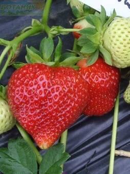 Купить оптом в Ботанике Земляника садовая Сальса 5 шт