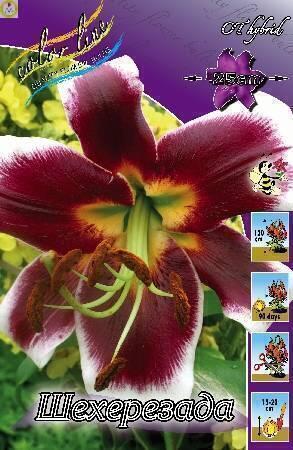 Купить оптом в Ботанике Лилия Шехерезада 12/14 25шт