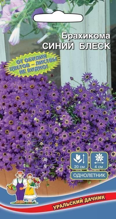 Купить оптом в Ботанике семена Брахикома Синий блеск УД бренд Уральский дачник