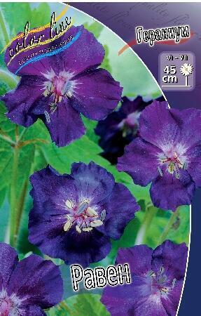 Купить оптом в Ботанике Гераниум Равен 1 шт