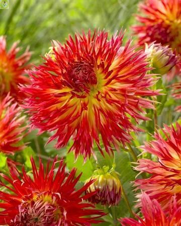 Купить оптом в Ботанике Георгина Карен 1 шт бахромчатые