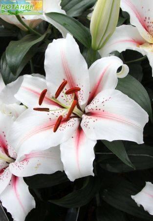 Купить оптом в Ботанике Лилия Дигнити 18/20 25шт