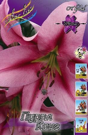 Купить оптом в Ботанике Лилия Пурпл Кинг 5 шт