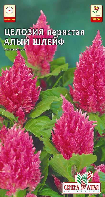 Купить оптом в Ботанике семена Целозия Алый шлейф перистая СА бренд Семена Алтая