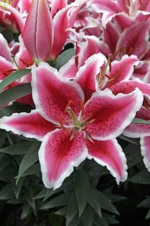 Купить оптом в Ботанике Лилия Стар Романс 3 шт