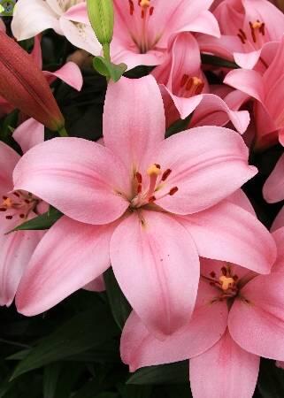 Купить оптом в Ботанике Лилия Энкор 10 шт