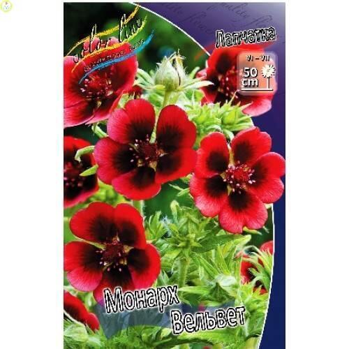 Купить оптом в Ботанике Лапчатка Монарх Вельвет 50 шт
