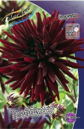 Купить оптом в Ботанике Георгина Треббиано 1 шт кактусовые
