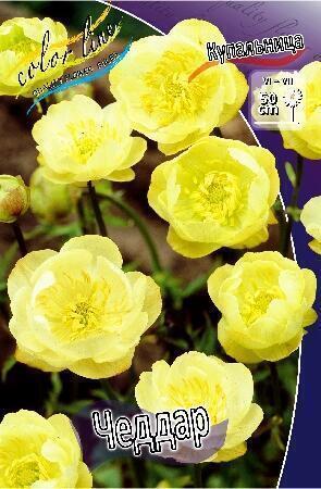 Купить оптом в Ботанике Купальница Чеддар 1 шт