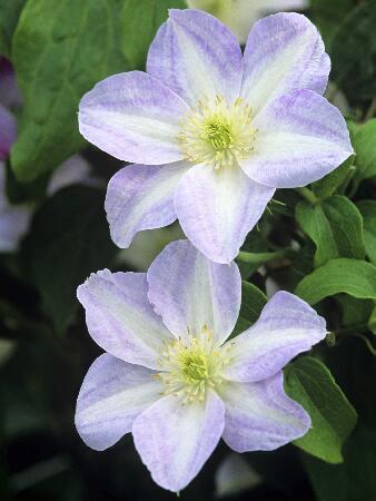 Купить оптом в Ботанике Клематис Юкикомачи 2 шт