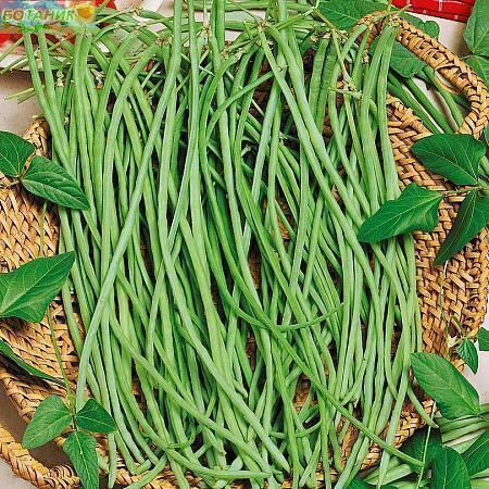 Купить оптом в Ботанике семена Фасоль Спагетти СиО бренд Сад и огород