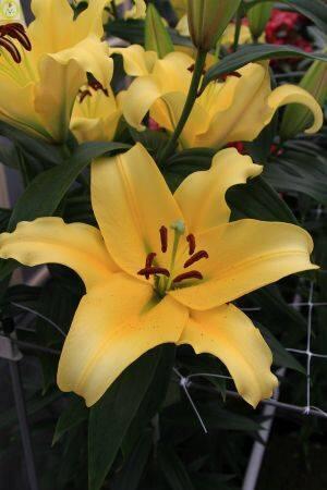 Купить оптом в Ботанике Лилия Бельвилль 10 шт 