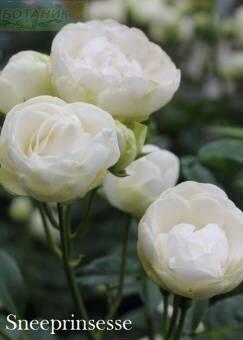 Купить оптом в Ботанике Роза Снипринцесса 1 шт миниатюрная