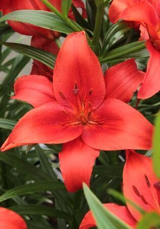 Купить оптом в Ботанике Лилия Прунотто 7 шт