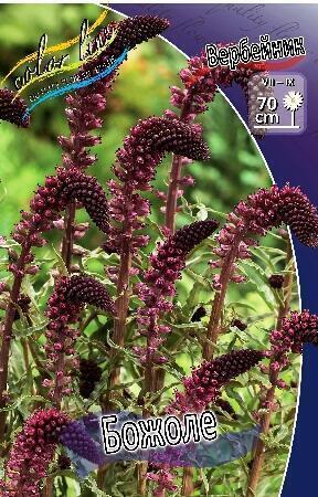 Купить оптом в Ботанике Вербейник Божоле 1 шт