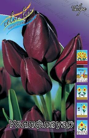 Купить оптом в Ботанике Тюльпан Уоллфлауэр 7 шт