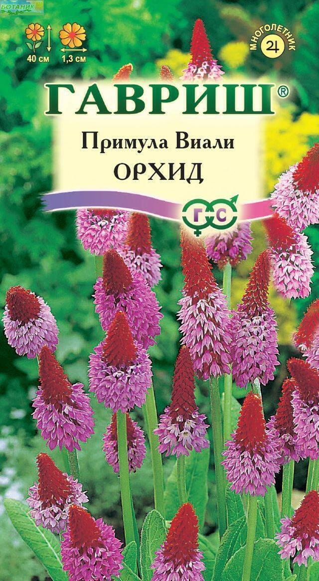 Купить оптом в Ботанике семена Примула Виали Орхид Гав бренд Гавриш