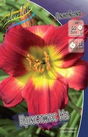 Купить оптом в Ботанике Лилейник Кристмас Из 25 шт